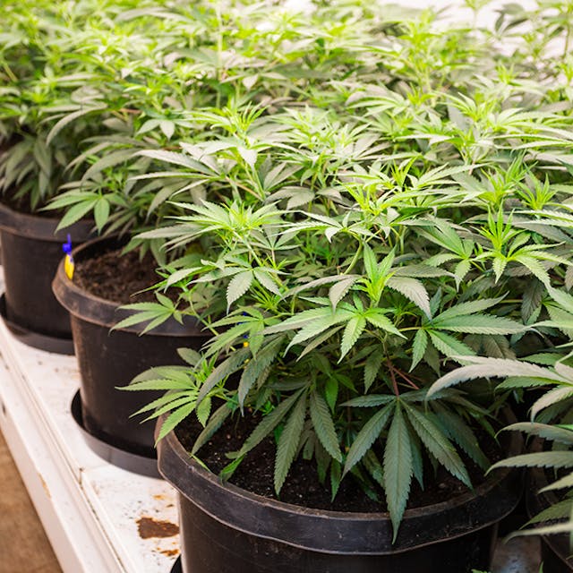 A close up of marijuana plants.