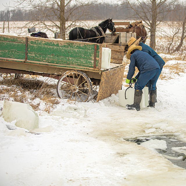 Two Amish men load blocks of ice onto a trailer.
