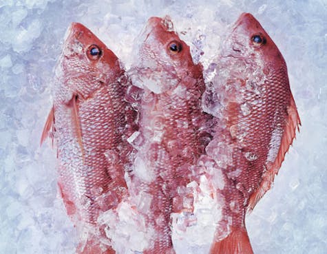 Euclid Fish Snapper Euclid Fish Snapper