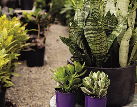 Bremec Garden Center's four locations has more than 3,000 varieties that will brighten up your home. Bremec Garden Center's four locations has more than 3,000 varieties that will brighten up your home.