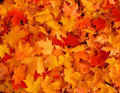 How to make use of unused leaves How to make use of unused leaves
