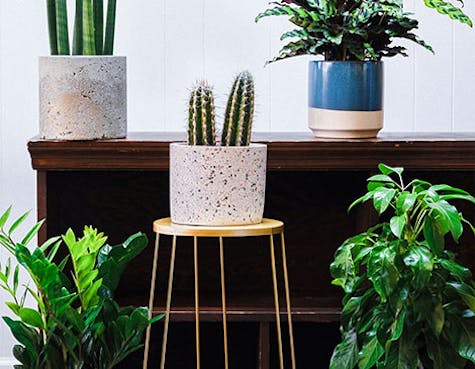 5 Trendy Houseplants Liven Up Your Space 5 Trendy Houseplants Liven Up Your Space