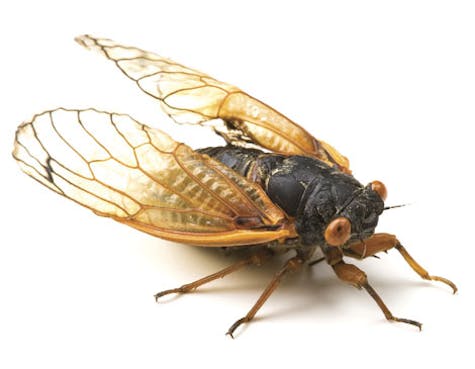 Cicada Cicada