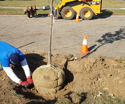 Cuyahoga County is helping cities plant new trees with a grant program aimed at increasing the canopy.