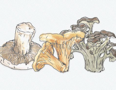 Magical Butter Machine and Mushrooms