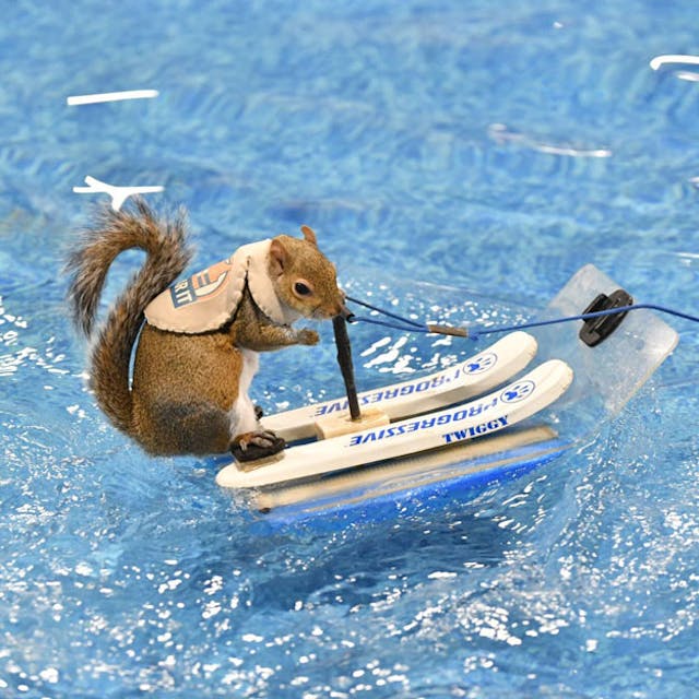 Twiggy the water skiing squirrel at the Cleveland Boat Show