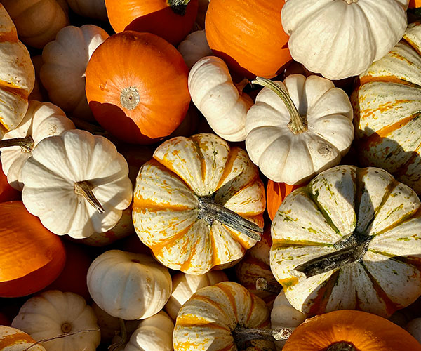 columbia station pumpkin patch